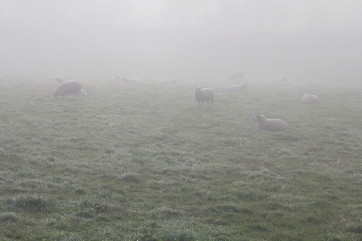 Sheep in Fog